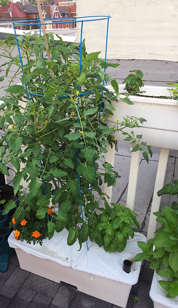 Planting in an Earthbox - The Purple Mango Pandemonium